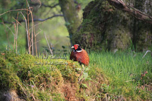 Pheasant photography by Betty Fold Gallery